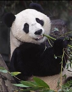 Se reciclarán excrementos de panda gigante para fabricar papel higiénico