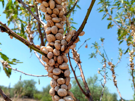 Almendros Vides Frutales Al Caragoli Le Vale Practicamente Cualquier Soporte