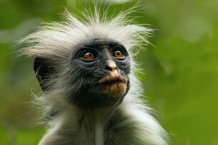 ドキュメンタリーシリーズ「The Secret Life of Animals」はApple TV+で2024年に終了