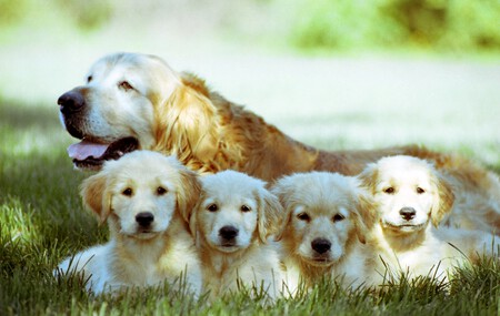 Golden Retriever