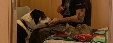 He metido un gato en casa con mis tres perros. Esto es lo que hago para que se lleve bien 