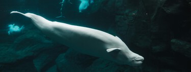 Rescatan una beluga que ha aparecido en el río Sena: días después tuvo que ser sacrificada 