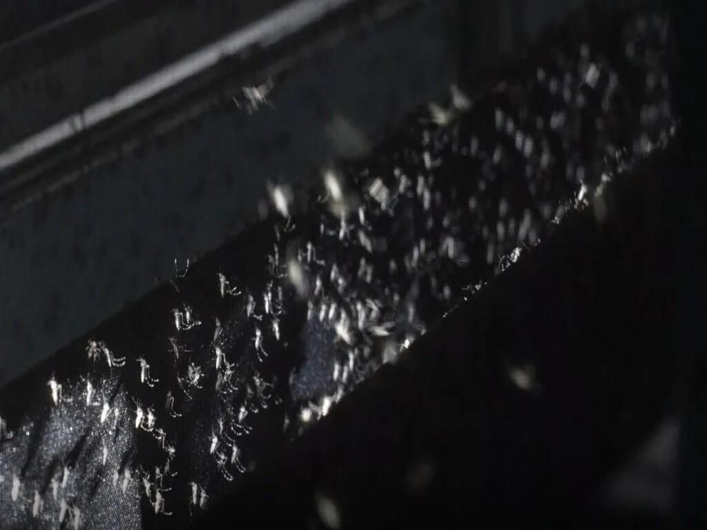 Maior fábrica de pernilongos do mundo é brasileira: a aposta de SP para vencer a guerra contra a dengue com quase 200 milhões de mosquitos 