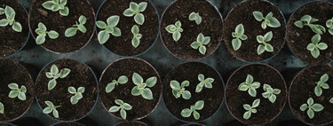 Cinco plantas que hay que sembrar en noviembre para tener un jardín bonito y lleno de flores en verano