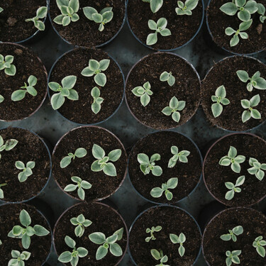Cinco plantas que hay que sembrar en noviembre para tener un jardín bonito y lleno de flores en verano
