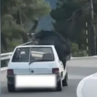 Ver para creer: Conductor es captado conduciendo con un jabalí en el techo 
