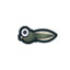 Tadpole