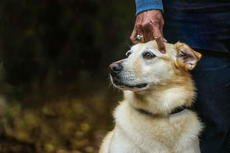 dogoftheyear