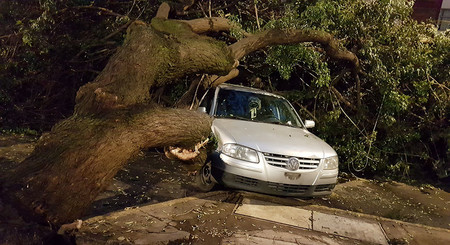 Mapfre Seguros Arbol