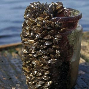Toxinas contra el mejillón cebra