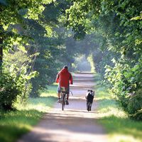 Los ciclistas son mejores ciudadanos que los conductores de coches, según este estudio
