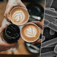 Sabíamos que o café era bom para a saúde, mas agora descobrimos que ele é um grande aliado da nossa microbiota