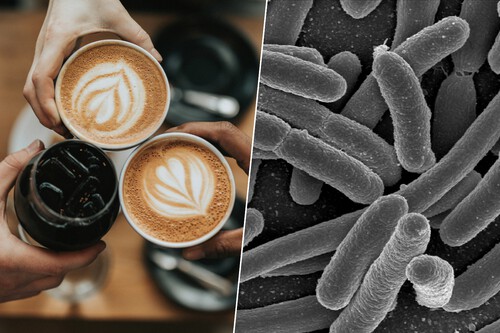 Café ajuda a microbiota intestinal / Imagem: justin bhalla