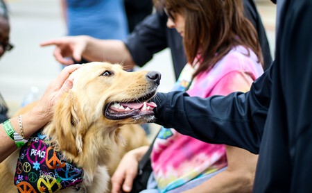 Ley Bienestar Animal Cambios aprobación BOE 6 meses