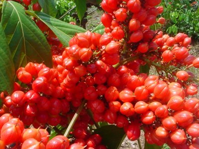 Extractos de guaraná como conservantes naturales