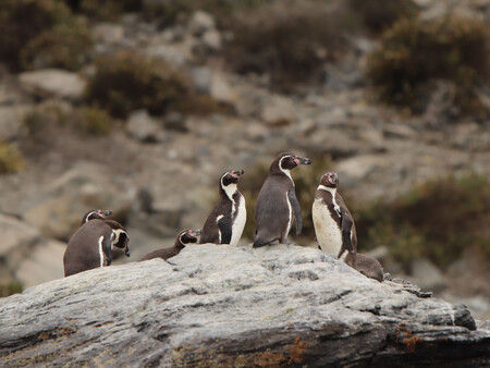 Ayuda Pinguinos
