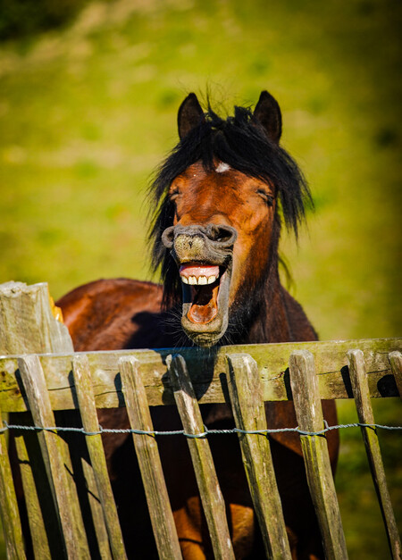 Daniel Szumilas Crazy Hors 00001534