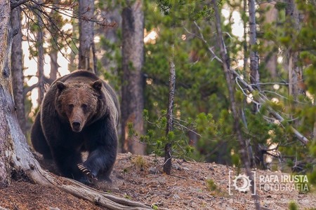 Cómo fotografiar un oso grizzly de frente y salir ileso