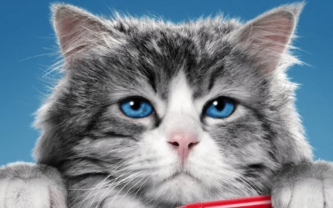 Las Siete Vidas Del Gato online schauen und streamen Deutsch mit