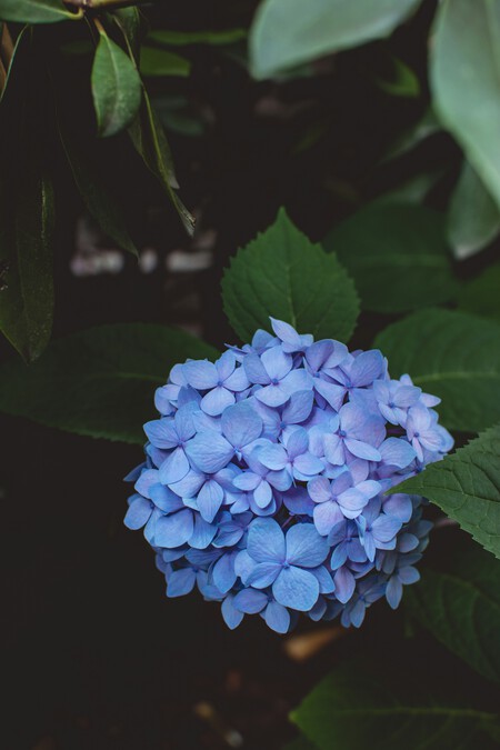 hortensias
