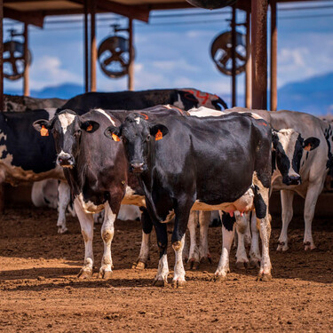 Las vacas también sufren con las olas de calor: los ganaderos gallegos están instalando ventiladores para evitar que sufran cojeras, abortos y den menos leche