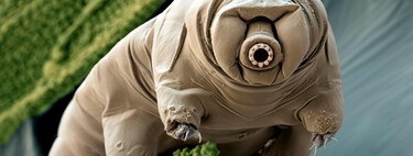 Ao introduzir um gene de um tardígrado japonês em células humanas, cientistas dotaram nosso DNA com uma proteção que a evolução jamais nos concedeu 