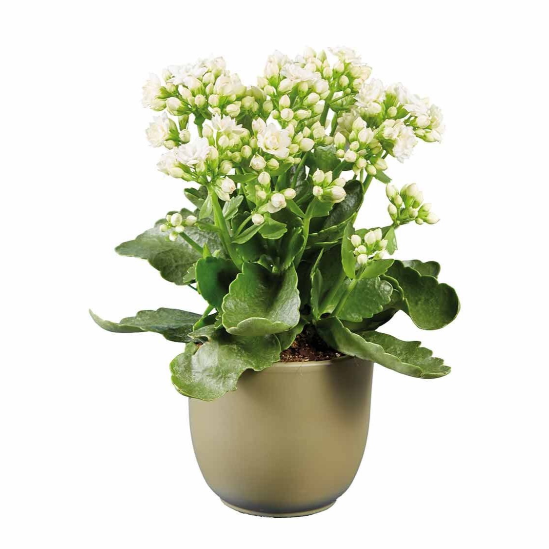 Kalanchoe