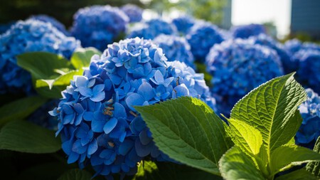 Hortensia