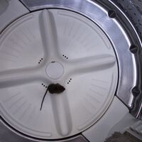 Se você faz isso na lavanderia, pode estar atraindo ratos para dentro da máquina de lavar 