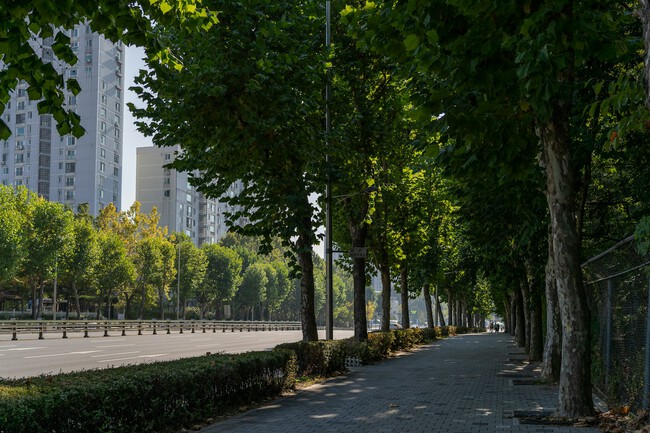 Arboles Ciudad