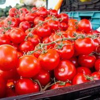 "Prefiero tirar la cosecha a que nos paguen 80 céntimos": los tomates están por las nubes y a los agricultores no les salen las cuentas