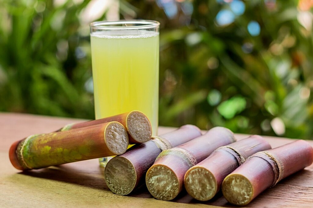 Caña de azúcar: deliciosa fruta de temporada con múltiples beneficios para nuestra salud y un alto valor económico para México