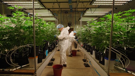 plantação de maconha