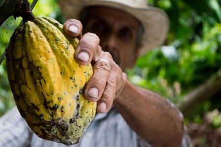 Cacao, el alimento de los Dioses de Linneo