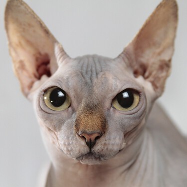 El gato esfinge o gato egipcio, una raza muy dependiente y que no conviene sacar al exterior 