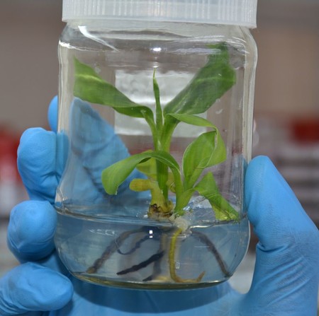 El plátano podría tener los días contados, pero CRISPR sería la herramienta para salvarlo