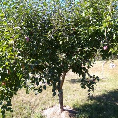 Foto 8 de 22 de la galería xiaomi-mi-max-camara-1 en Xataka Android