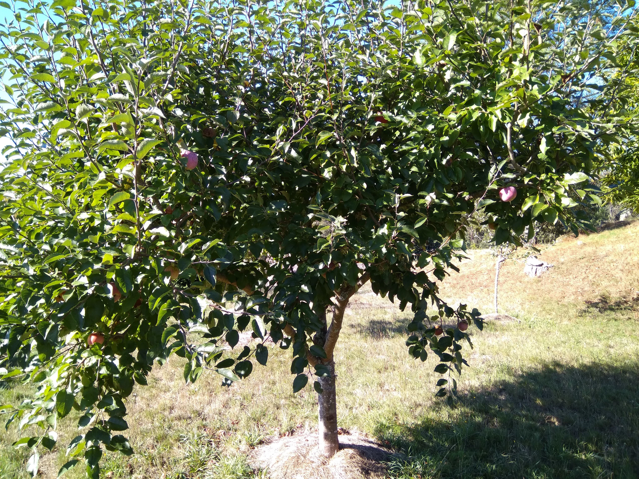 Foto de Xiaomi Mi Max, cámara (8/22)