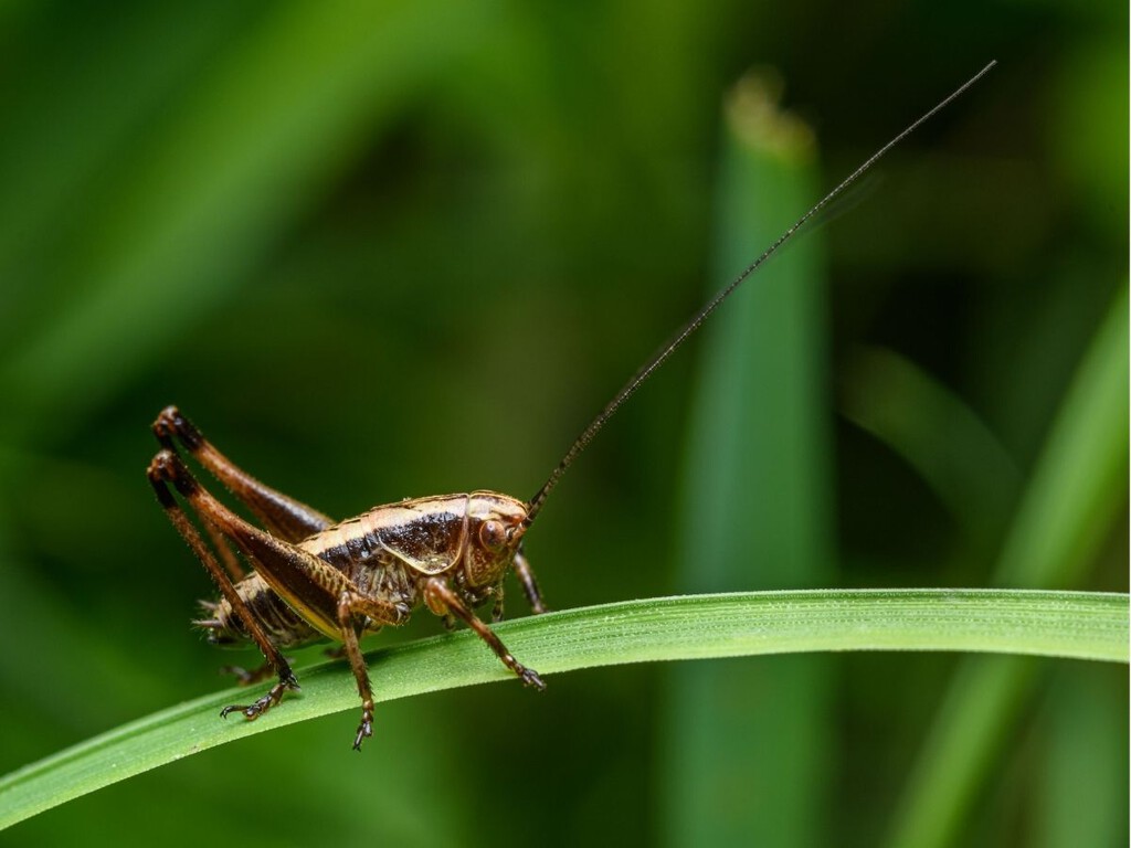 Si oyes grillos cantando por la noche en tu casa o en el jardín, esto es lo que significa y por qué puede ser una buena señal