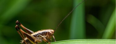 Si oyes grillos cantando por la noche en tu casa o en el jardín, esto es lo que significa y por qué puede ser una buena señal 