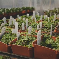 Pagamos el tomate más caro de la última década y los agricultores afirman que no les salen las cuentas. Tienen razón 