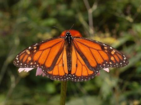 La muerte de casi mil millones de mariposas monarca