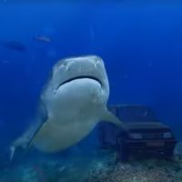 ¿El anuncio del año? Un particular 'sumerge' su Suzuki Vitara entre tiburones para venderlo