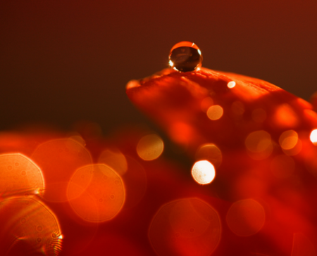 Siete Conceptos básicos para la realización de fotografía macro