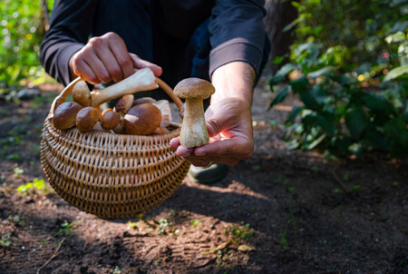 Boletus