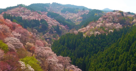 ‘Japan Cherry Blossoms’, un timelapse con drones que muestra la magia de la floración de los cerezos japoneses