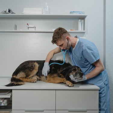 Una nueva amenaza para perros que llega a España: el gusano del corazón francés 