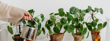 Utiliza tus toallas de cocina para cuidar las raíces de tus plantas: ideal para evitar que les afecte el frío o vientos fuertes