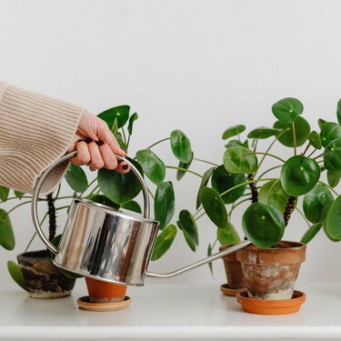 Este es el truco más fácil con toallas de cocina para cuidar las raíces de tus plantas en temporada invernal