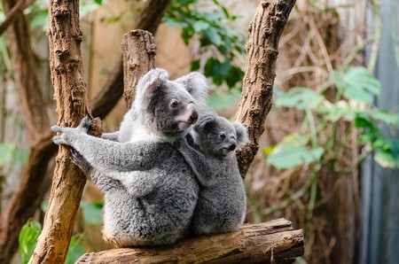 Koala 1259681 960 720